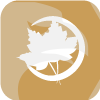 Maple
